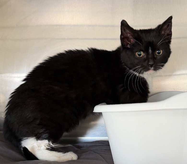 MALLOMAR -AVAILABLE 2/11 - Domestic Short Hair available for adoption