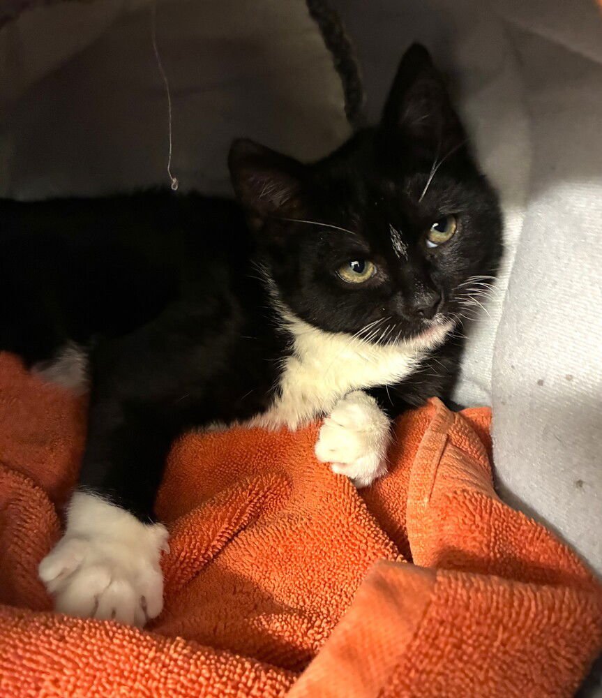 Mallomar -available 2/11 - Photo 3