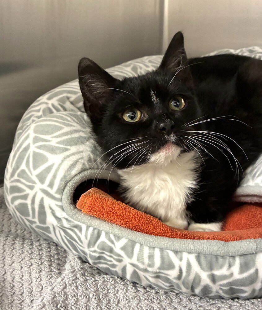 Mallomar -available 2/11 - Photo 4