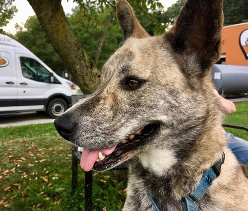 SKYWALKER - Cattle Dog available for adoption