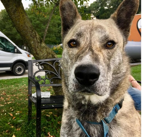 SKYWALKER - Cattle Dog available for adoption