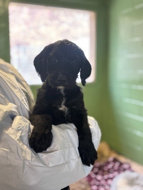 ROSALIND - Hound available for adoption