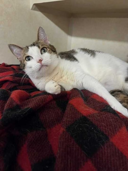 KATARA - Domestic Short Hair available for adoption