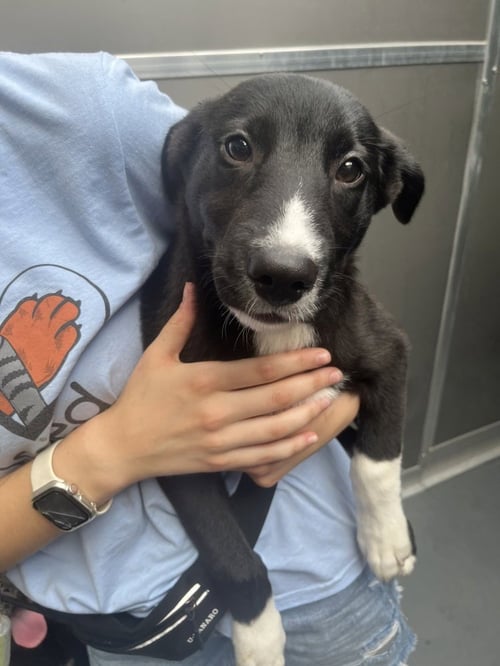 FUSILLI AVAILABLE 8/21 - Collie available for adoption