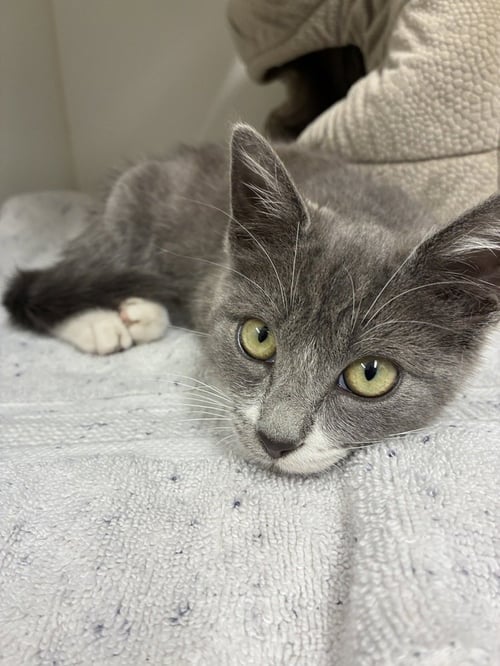 JERSEY GIRL - Domestic Short Hair available for adoption