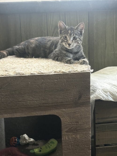 CHLOE **COURTESY POST - Domestic Short Hair available for adoption