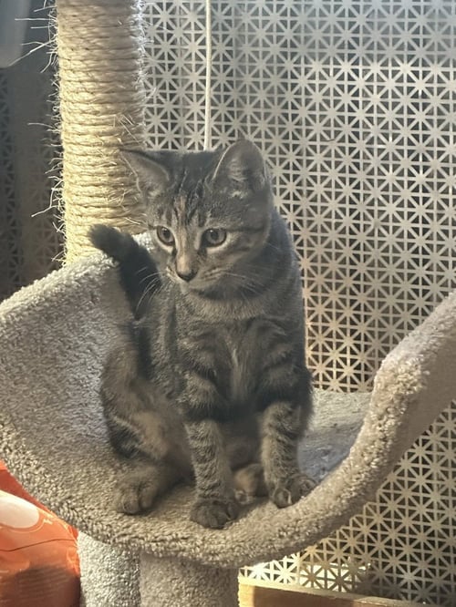 CHLOE **COURTESY POST - Domestic Short Hair available for adoption