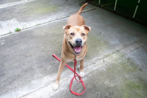 PEANUT - Labrador Retriever available for adoption