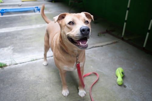 PEANUT - Labrador Retriever available for adoption
