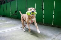 Peanut - Photo 3