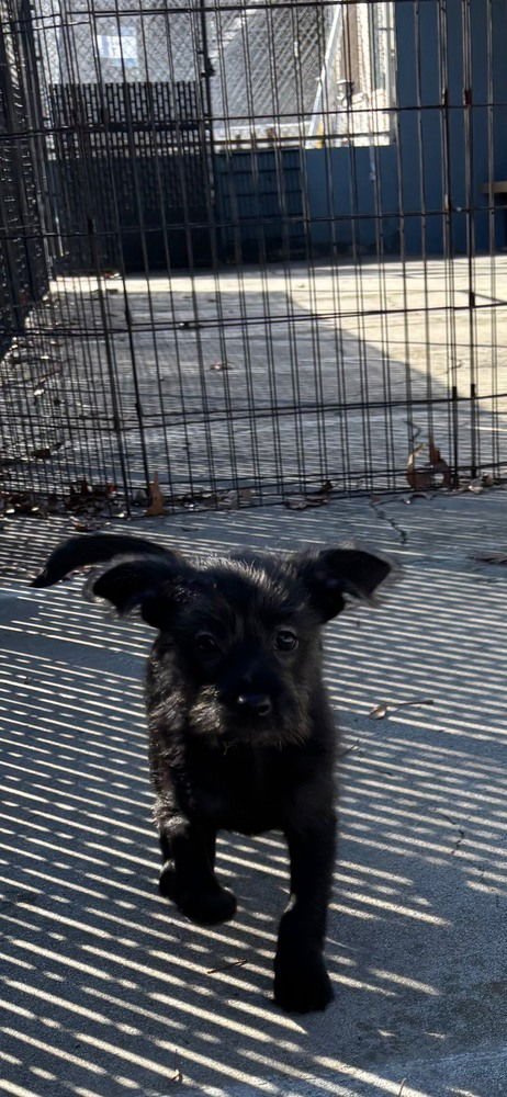 KENNY - Terrier available for adoption