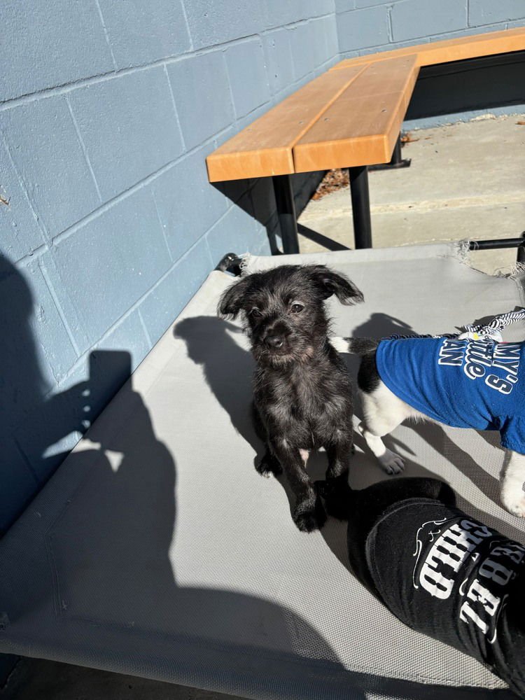 KENNY - Terrier available for adoption