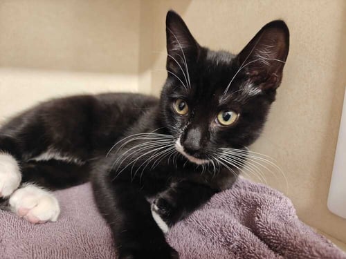 OREO (AVAILABLE 11/1) - Domestic Short Hair available for adoption