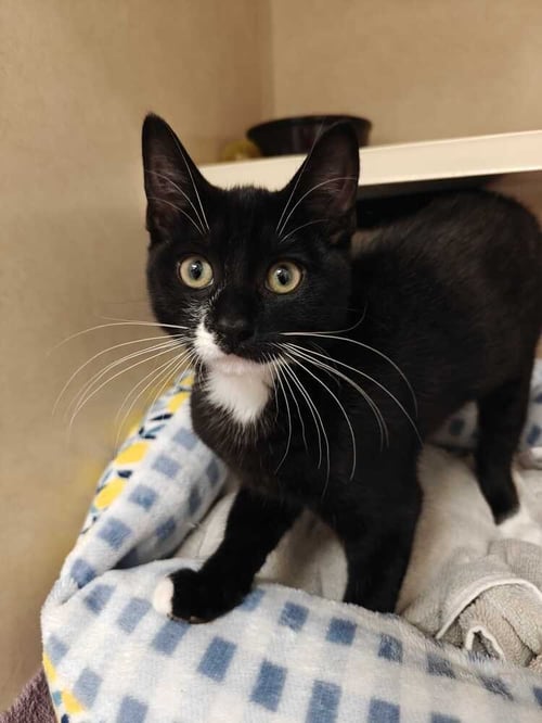 OREO (AVAILABLE 11/1) - Domestic Short Hair available for adoption