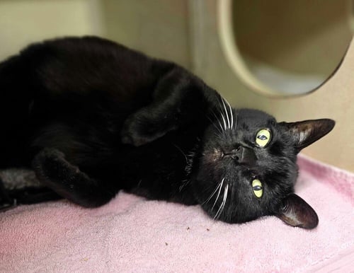 CATHERINE O'HARA - Domestic Short Hair available for adoption