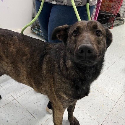 MALEFICENT - Shepherd available for adoption