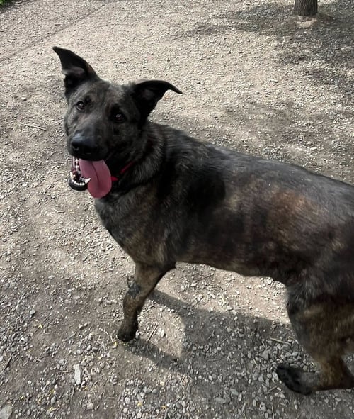 MALEFICENT - Shepherd available for adoption