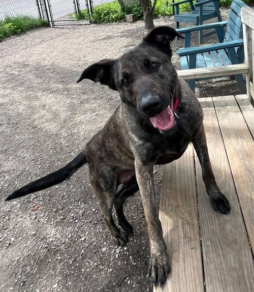MALEFICENT - Shepherd available for adoption