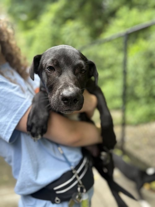 CHRISTIANO - Unknown available for adoption
