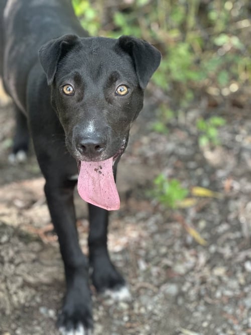 CHRISTIANO - Unknown available for adoption