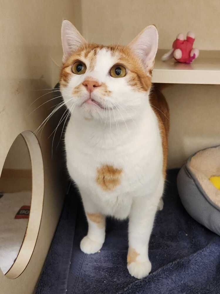 CHEESEBURGER - Domestic Short Hair available for adoption