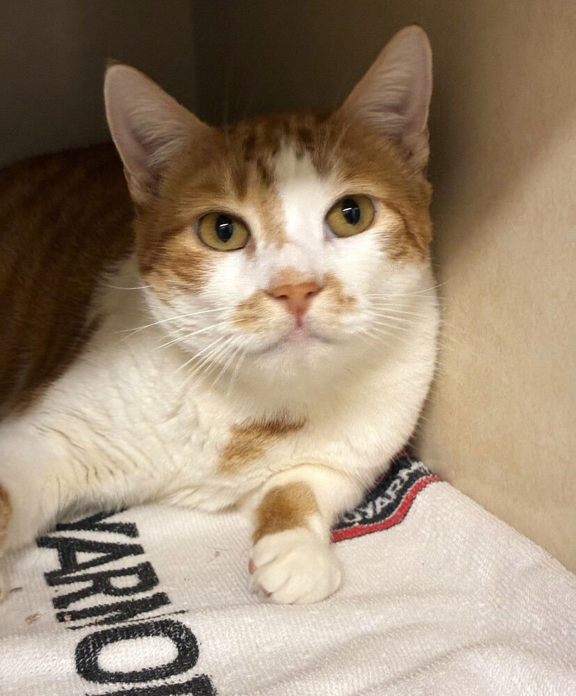 CHEESEBURGER - Domestic Short Hair available for adoption