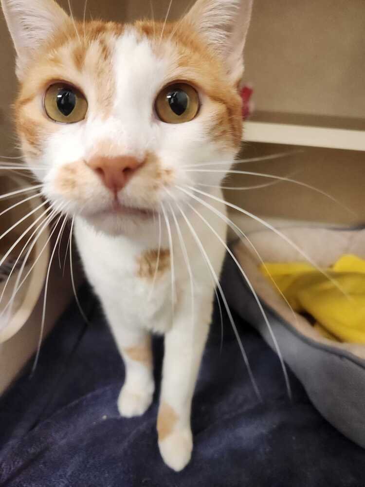 Cheeseburger - Photo 3