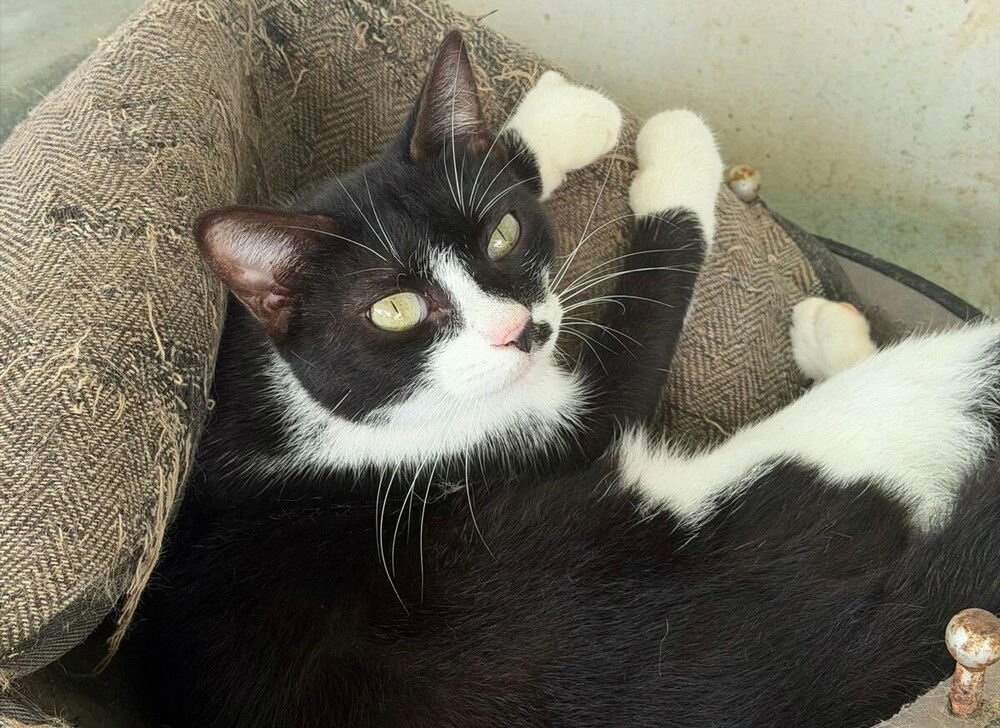 NELLIE - Domestic Short Hair available for adoption