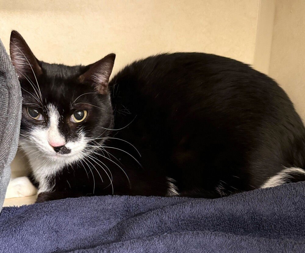 NELLIE - Domestic Short Hair available for adoption