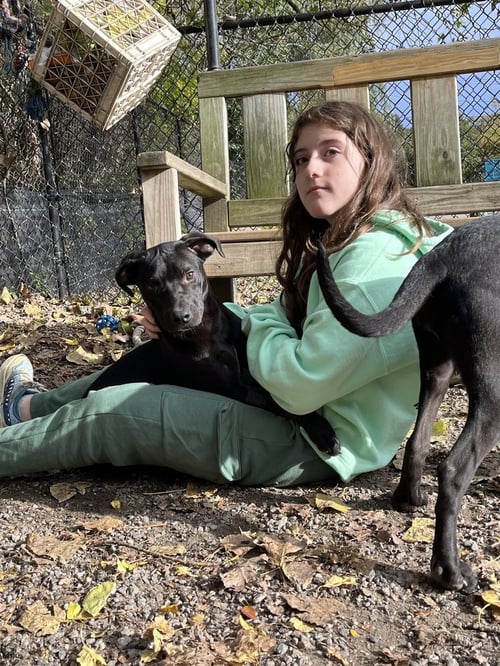 LILY AVAILABLE 10/22 - Labrador Retriever available for adoption