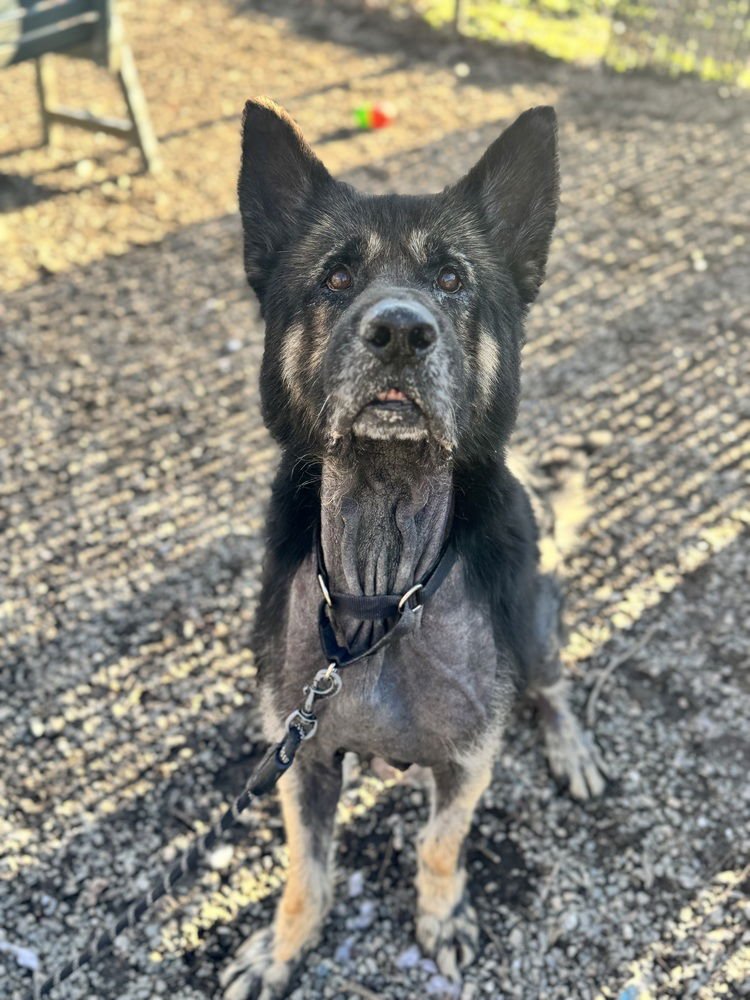 BLAZE - Terrier available for adoption