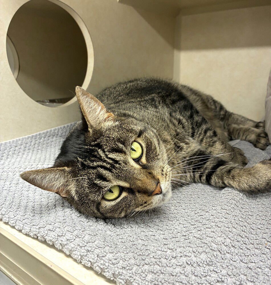 MOCHI - AVAILABLE 2/11 - Domestic Short Hair available for adoption