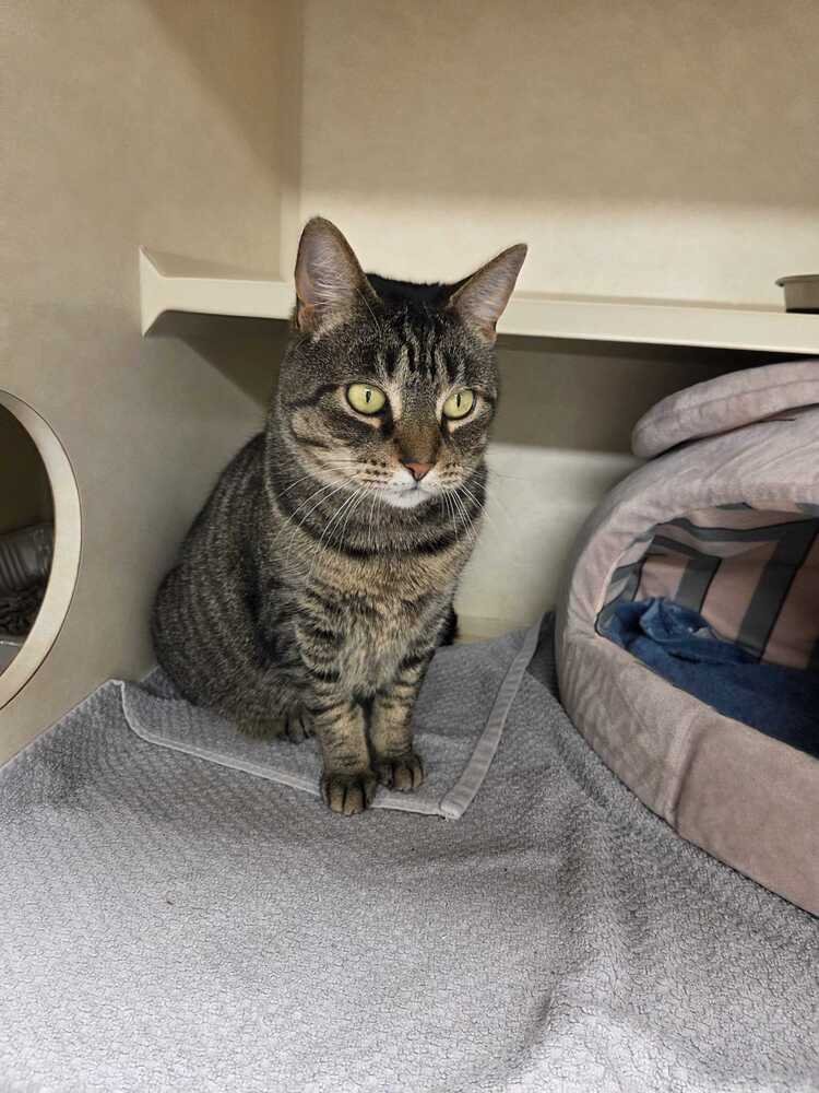 MOCHI - AVAILABLE 2/11 - Domestic Short Hair available for adoption