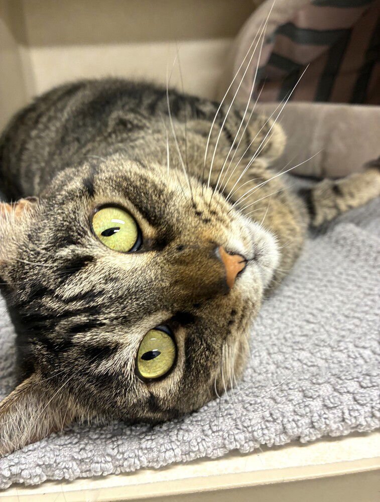 Mochi - available 2/11 - Photo 3