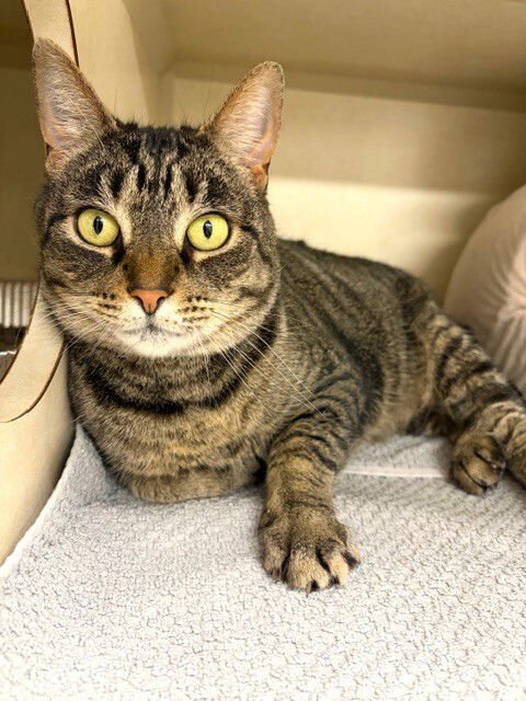 Mochi - available 2/11 - Photo 4