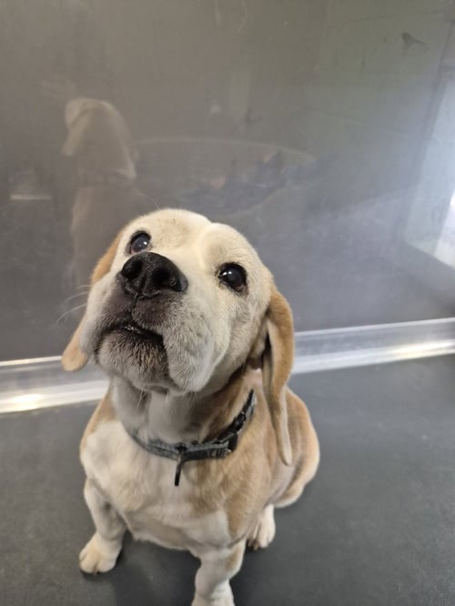 BRANCH - Beagle available for adoption