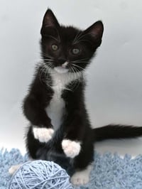 Bubba - Photo 1