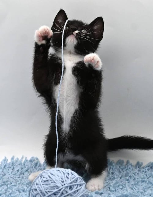 BUBBA - Domestic Short Hair available for adoption