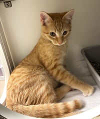 Dandy Lion - available 11/1 - Photo 2