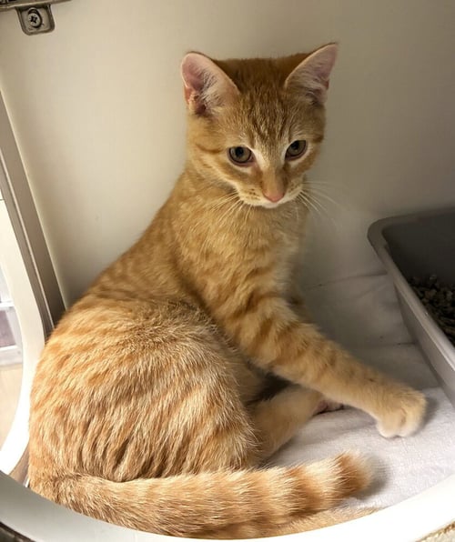 DANDY LION - AVAILABLE 11/1 - Domestic Short Hair available for adoption