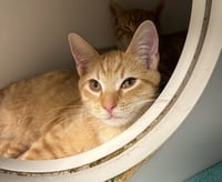 Dandy Lion - available 11/1 - Photo 1