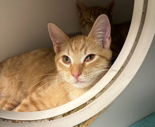 DANDY LION - AVAILABLE 11/1 - Domestic Short Hair available for adoption