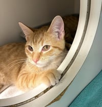 Dandy Lion - available 11/1 - Photo 4