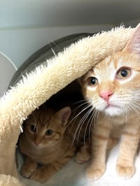 Dandy Lion - available 11/1 - Photo 3