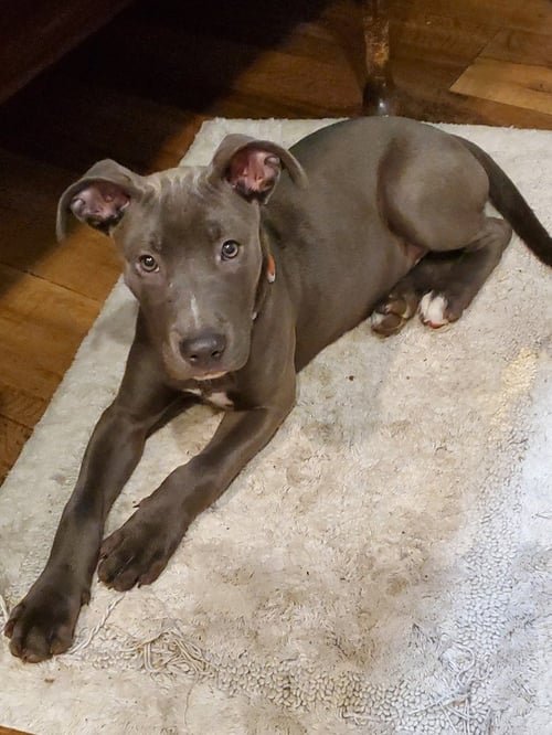 BULLET - Unknown available for adoption