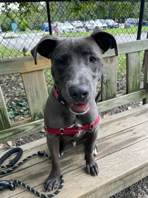 BULLET - Unknown available for adoption