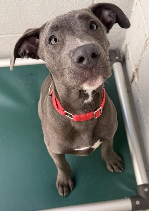 BULLET - Unknown available for adoption