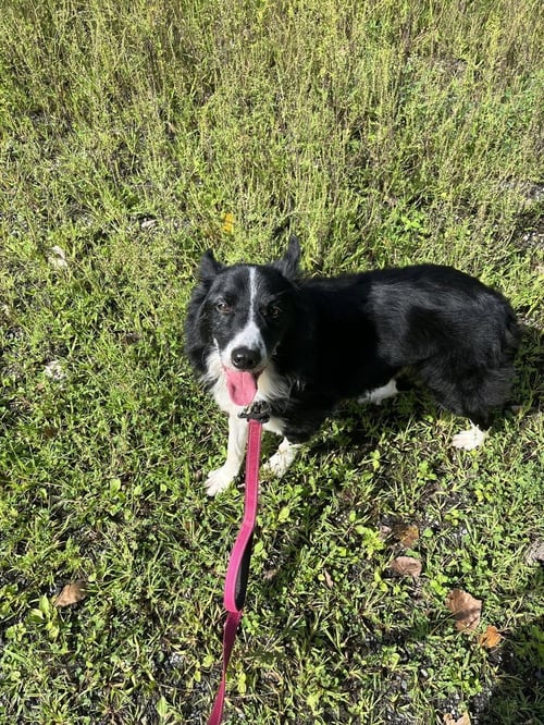 PETER AVAILABLE 9/15 - Border Collie available for adoption