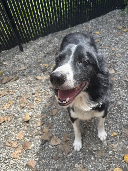 PETER AVAILABLE 9/15 - Border Collie available for adoption