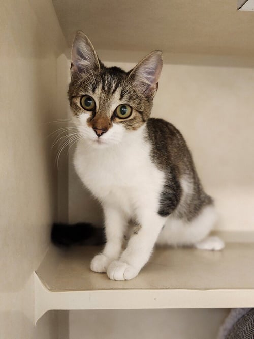 ROSEMARY - AVAILABLE 9/23 - Domestic Short Hair available for adoption